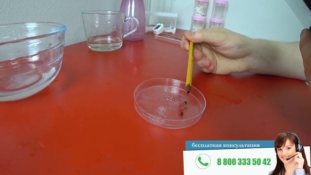 БУРА УБИВАЕТ КЛОПОВ! смотреть онлайн