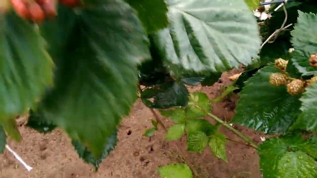 Ежевика, плодоношение, сорта: Трипл Краун и Лох Тей. 25.07.18. смотреть онлайн