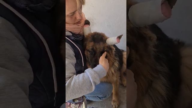 КЛЕИМ УШИ Немецкой овчарке. смотреть онлайн