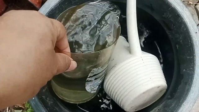 Growing citronella Malvarosa plant смотреть онлайн