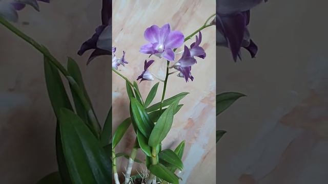 Дендробиум Берри Ода или нет? Как вы считаете? смотреть онлайн