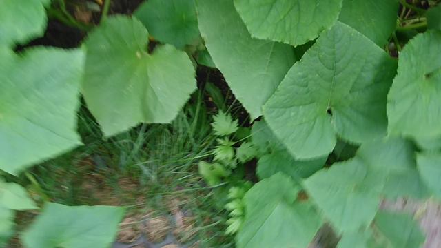 MOV_0050.mp4 смотреть онлайн