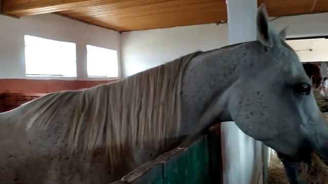 Sofiya Beautiful в гостях у лошадок смотреть онлайн