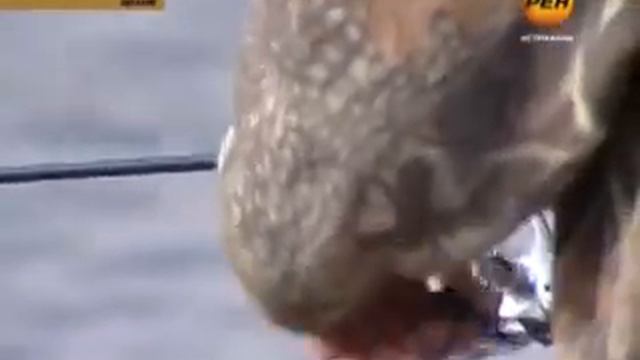 а рыбалку под учётным номером смотреть онлайн