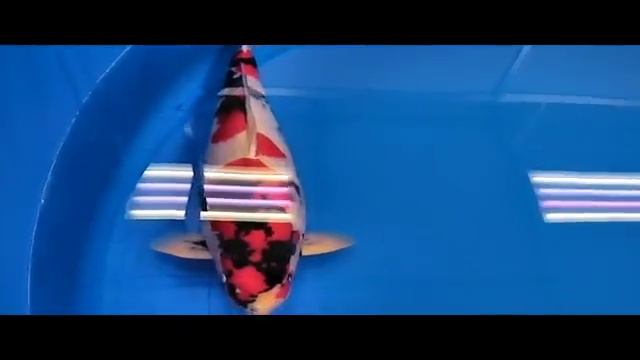 43-я Всеяпонская выставка карпов кои в Токио смотреть онлайн