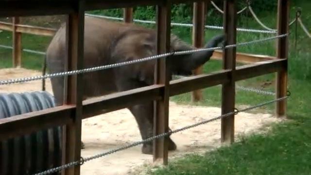 Baby Elephant Samson playing with wire at Baltimore Zoo смотреть онлайн