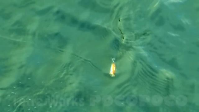 DUO`s Lures in Motion #7 - Tetra Works Poco Poco 40F смотреть онлайн