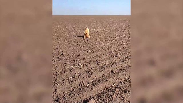 Брат, подожди! смотреть онлайн