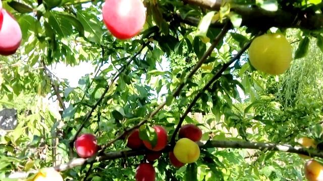 наши красные сливы на даче.