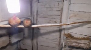 Индоутки//Мускусные утки//Куры//Подготовил сарай к сезону