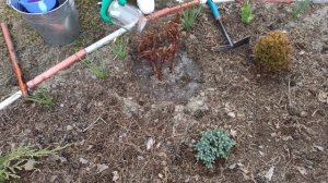 Уход за пионами весной