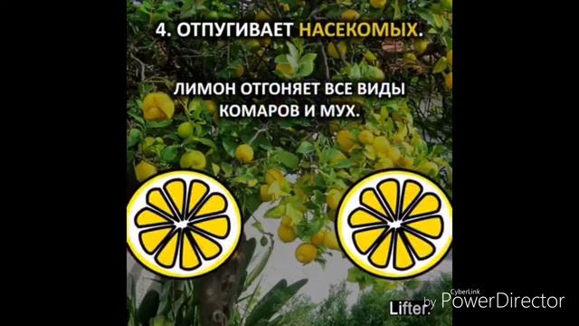 Лайфхак с лимоном смотреть онлайн