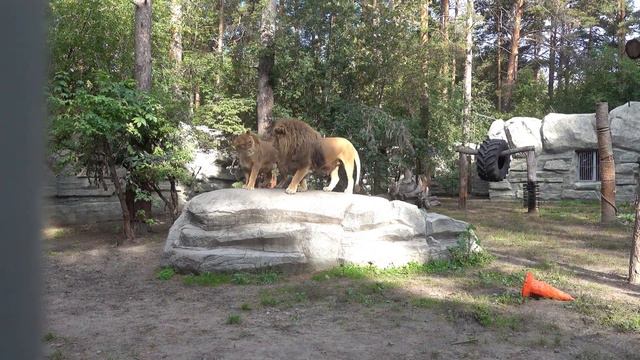 Сэм расслабился после выступления Найти и забыл про свой хвост. 17.09.2021 смотреть онлайн