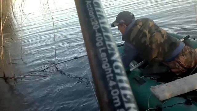 Карп на удочку в камышах. Вываживания карпа в камышах. смотреть онлайн