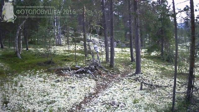 ID691/Лапландский заповедник/Хищники/Росомаха убегает от медведя смотреть онлайн
