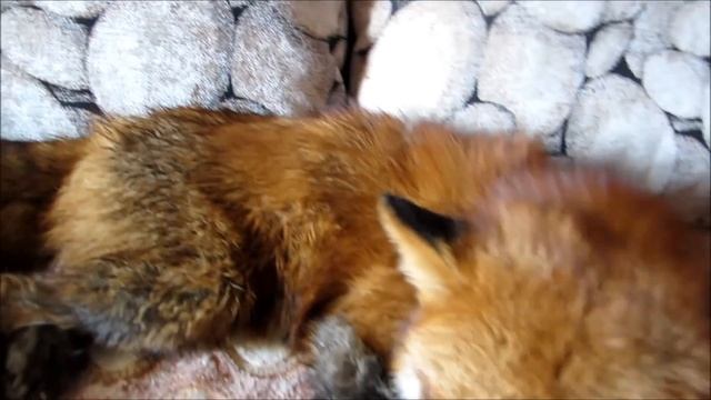 Почему эта лиса такая худая и облезлая? Лиса линяет! смотреть онлайн