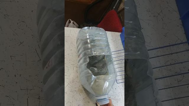 Как шинншила принимает ванну смотреть онлайн