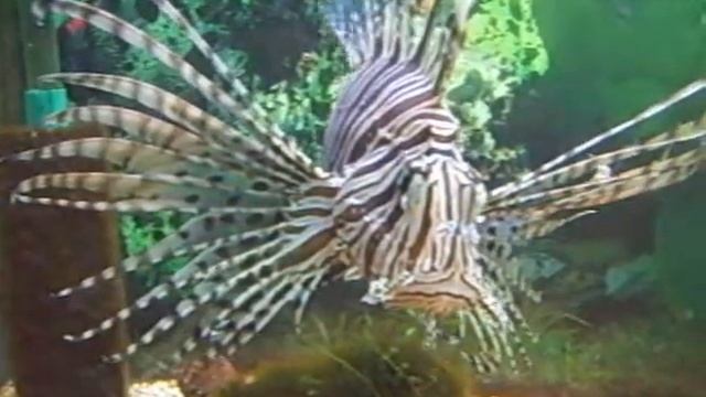 Морские виды рыб акватеррариума смотреть онлайн