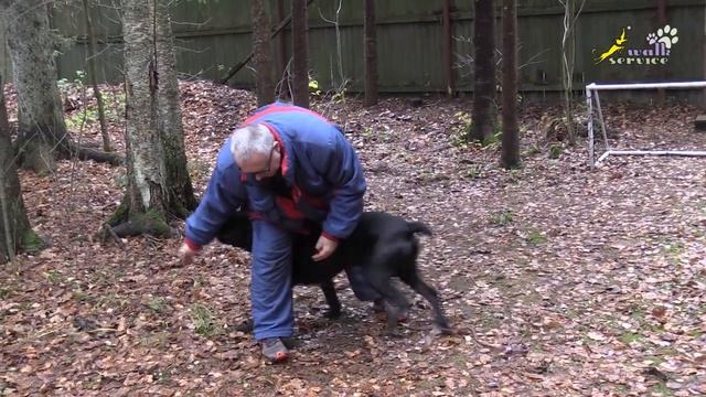 Щенок кане корсо Цезарь, обучение восьмёрке, дрессировка смотреть онлайн