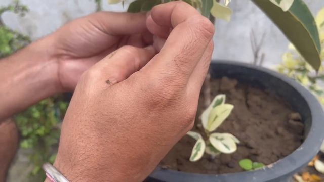 How to propagate starlight ficus | How to grow starlight ficus from cutting with 100% success смотреть онлайн