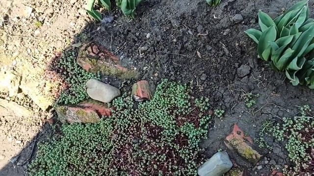 Ясколка поможет скрыть все недостатки на участке.