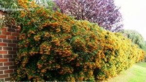 Пираканта Pyracanta  - вечнозеленый кустарник, Яркое пятно в саду! описание #сад