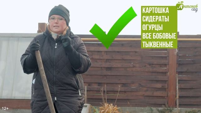 Как правильно посадить капусту под зиму? Подзимний посев капусты: сорта, сроки и подготовка смотреть онлайн