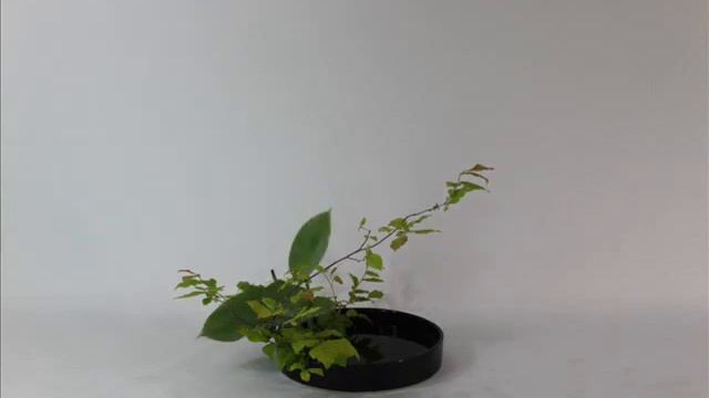 Ohara School Of Ikebana -- Summer Landscape Moribana, Stephen Coler 小原流いけばな