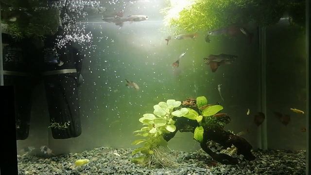 Маленький аквариум смотреть онлайн