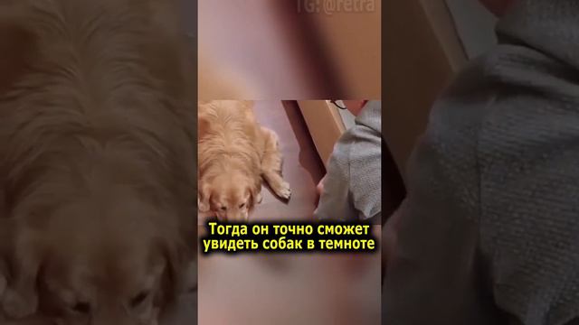 Жизнь собачников🐕 смотреть онлайн