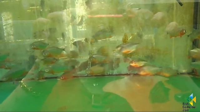 Colossoma brachypomum / Roter Pacu смотреть онлайн