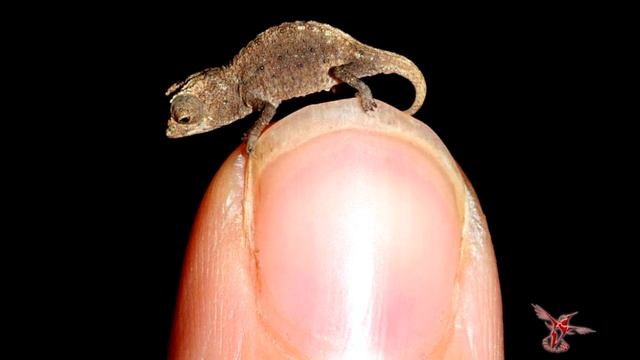 5 САМЫХ МАЛЕНЬКИХ ЖИВОТНЫХ В МИРЕ смотреть онлайн