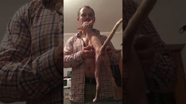 Животные Крис. Сфинкс здоровается с хозяином. Соскучился за целый день смотреть онлайн