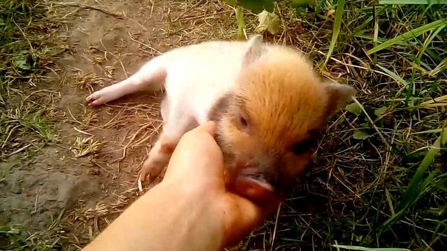 Минипиги, минипиг, микропиги, микропиг, питомник "Рязанская Диковинка", minipig, micropig смотреть онлайн
