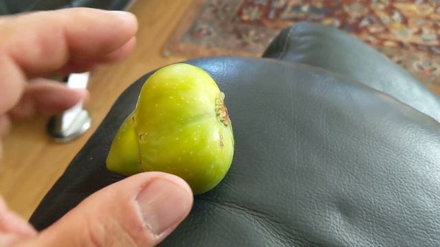 Что такое Mule fig на примере плода инжира сорта Peter's honey смотреть онлайн