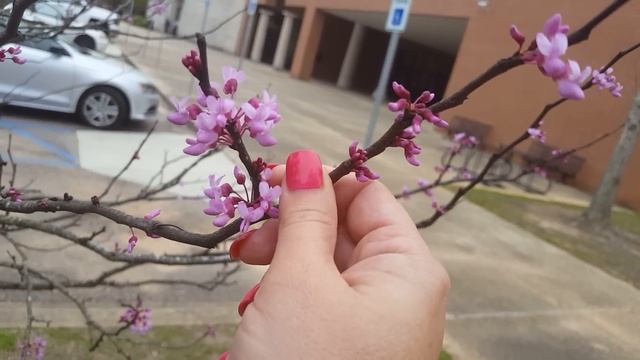 США. Дыхание марта.  Провинциальная НАВОРОЧЕННАЯ автобусная остановка.