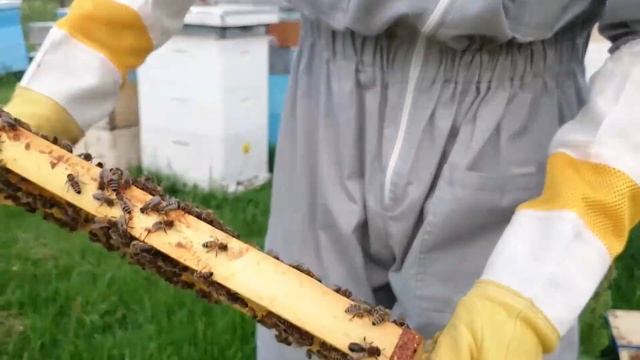 делаю отводок для смены матки и отводок для расширения пасеки смотреть онлайн