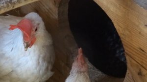 Звуковые сигналы КУР. Как курицы разговаривают.