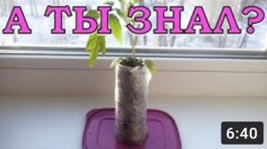 РАССАДА в РУЛЕТАХ и ПЕЛЕНКАХ плюсы и минусы +/-