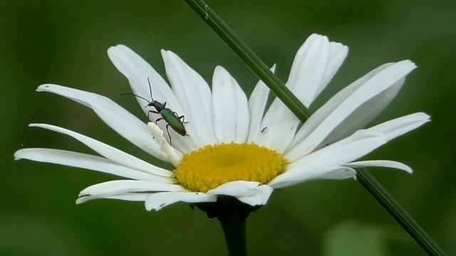 Все лимфатические узлы новорожденно-здоровые Для женщин С мягкой интонацией голоса Сытин Г.Н. смотреть онлайн