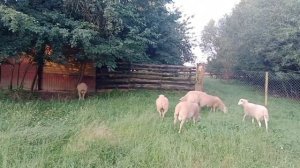 Катумские овцы - плюсы и минусы породы