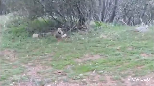 Шикор смотреть онлайн