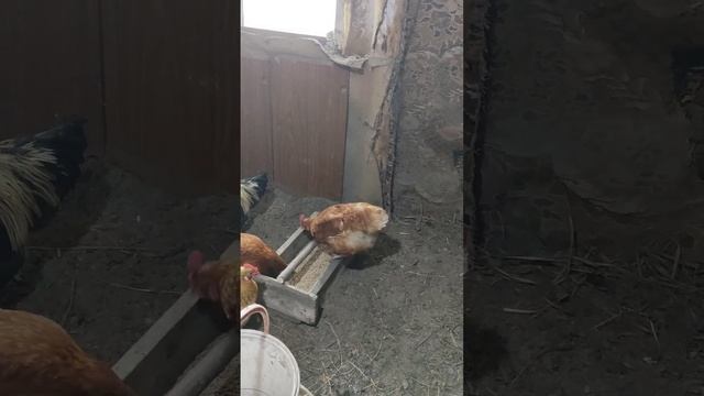 Делаю кормушку для кур.Отдайте #региональный на 3 ребенка, я же уже 4 родила.Мне нужен теплый сарай смотреть онлайн
