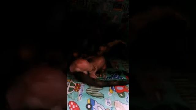 Роды сфинкс смотреть онлайн