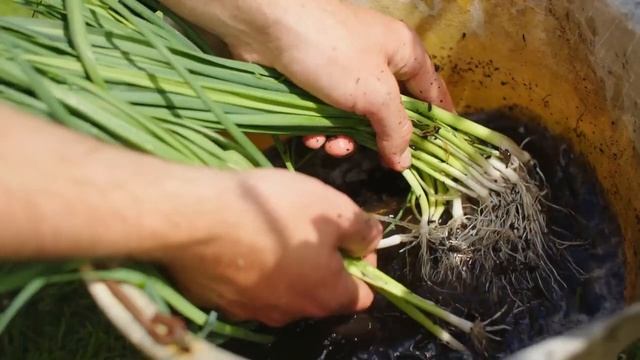 Как вырастить лук-порей | Простой способ получения БОЛЬШИХ урожаев смотреть онлайн