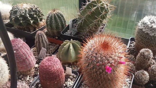 Грунт для кактусов.Cacteen смотреть онлайн