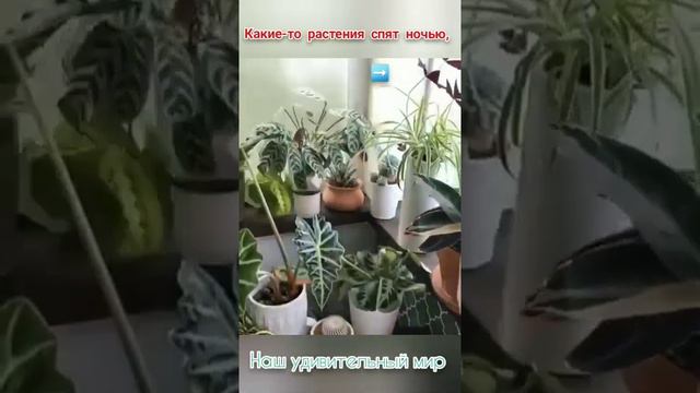 Абсолютная программность жизни растений... смотреть онлайн