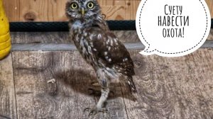 Сыч ХЗ ворвался в комнату к сычу Лучику. Отважная маленькая сова!