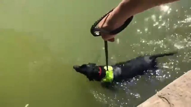 Тиса плавает смотреть онлайн