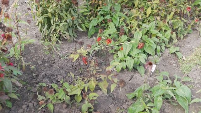 ЭХИНАЦЕЯ ОСЕНЬЮ. ГОТОВИМ ЭХИНАЦЕИ К ЗИМЕ. ЛАНДШАФТНЫЙ ДИЗАЙН СВОИМИ РУКАМИ. смотреть онлайн